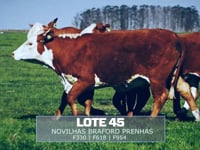 Lote 45