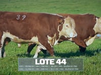 Lote 44