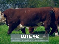 Lote 42