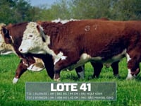 Lote 41