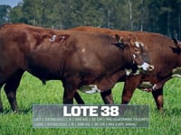 Lote 38