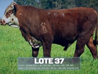 Lote 37