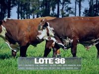 Lote 36