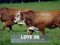 Lote 35