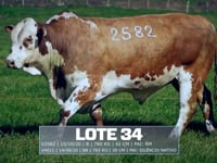 Lote 34