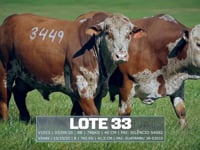 Lote 33