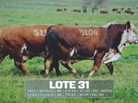 Lote 31