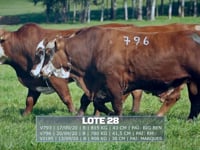 Lote 28