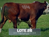 Lote 26