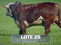 Lote 25