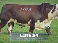 Lote 24