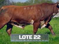 Lote 22
