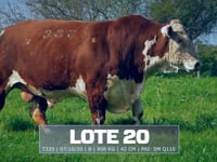 Lote 20