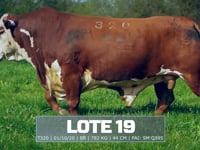Lote 19