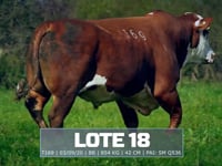 Lote 18