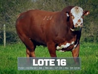 Lote 16