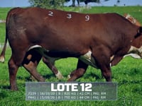 Lote 12