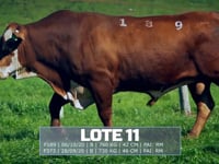 Lote 11