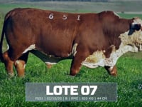 Lote 07