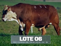 Lote 06