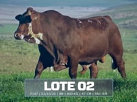 Lote 02