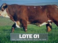 Lote 01
