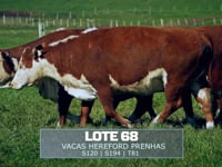 Lote 68