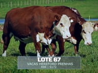 Lote 67