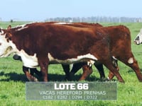 Lote 66