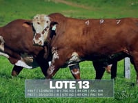 Lote 13