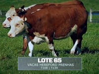 Lote 65