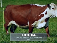 Lote 64