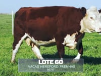 Lote 60