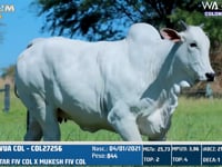 Lote 02