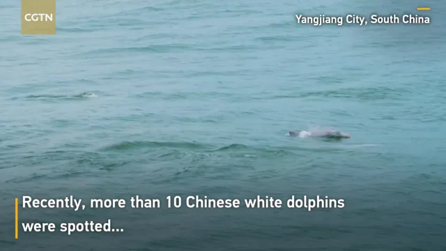 Chinese white dolphins spotted in S China - CGTN