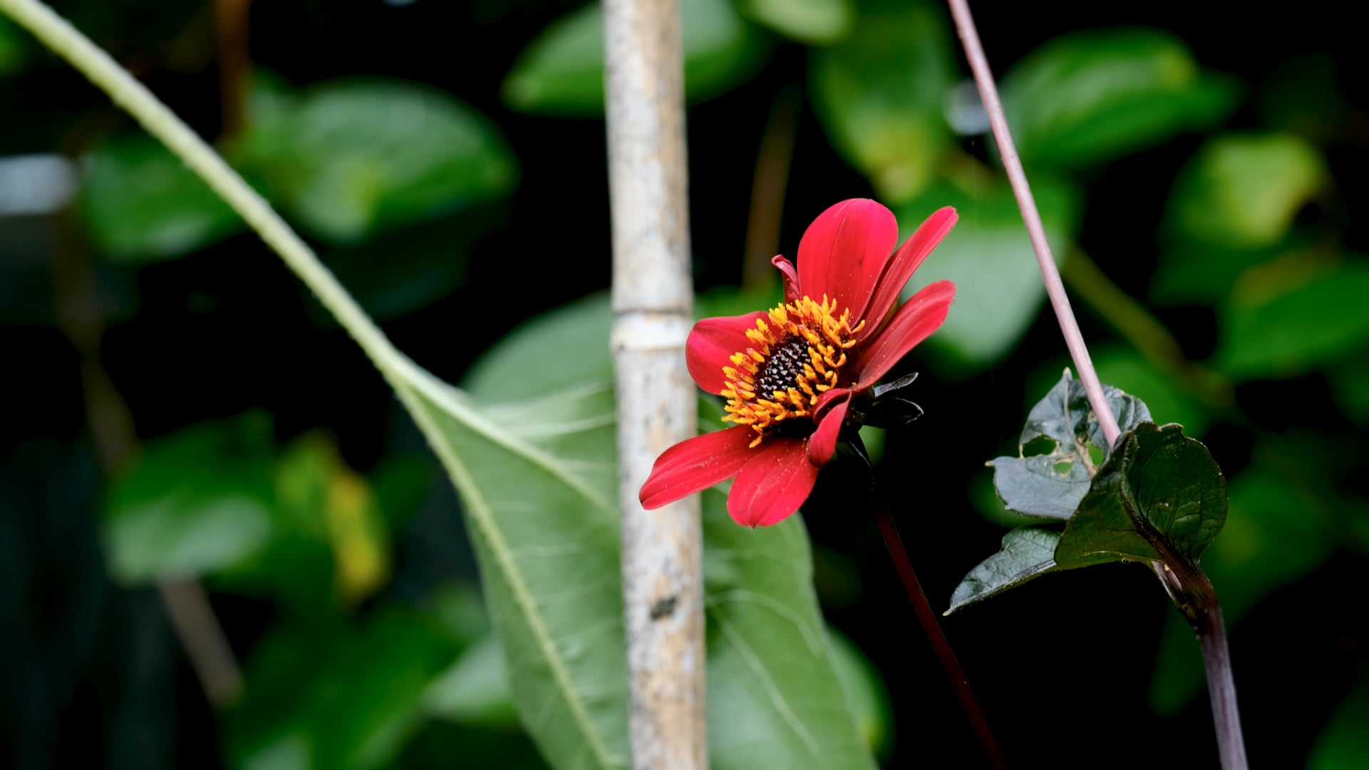 RHS Video Manager application video