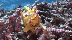 0093_Yellow warty frogfish