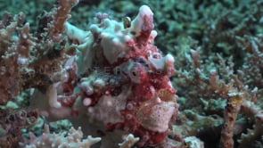 0094_red and white warty frogfish
