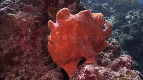 0091_Orange giant frogfish