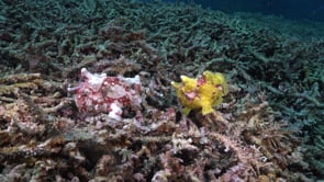 0095_Two warty frogfish