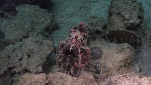 0096_Giant Frogfish