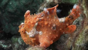 0098_orange warty frogfish