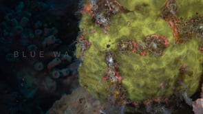 0103_yellow frogfish close up