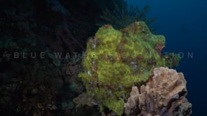 0104_Giant yellow frogfish open mouth