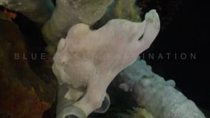 0110_white frogfish