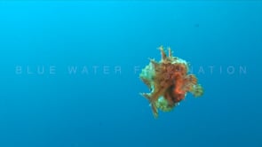 0111_Sargassum Frogfish swimming