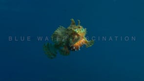 0100_Sargassum Frogfish