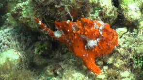 0117_Red warty frogfish