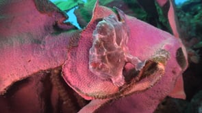 0301_pink frogfish open mouth
