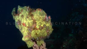 0101_yellow giant frogfish